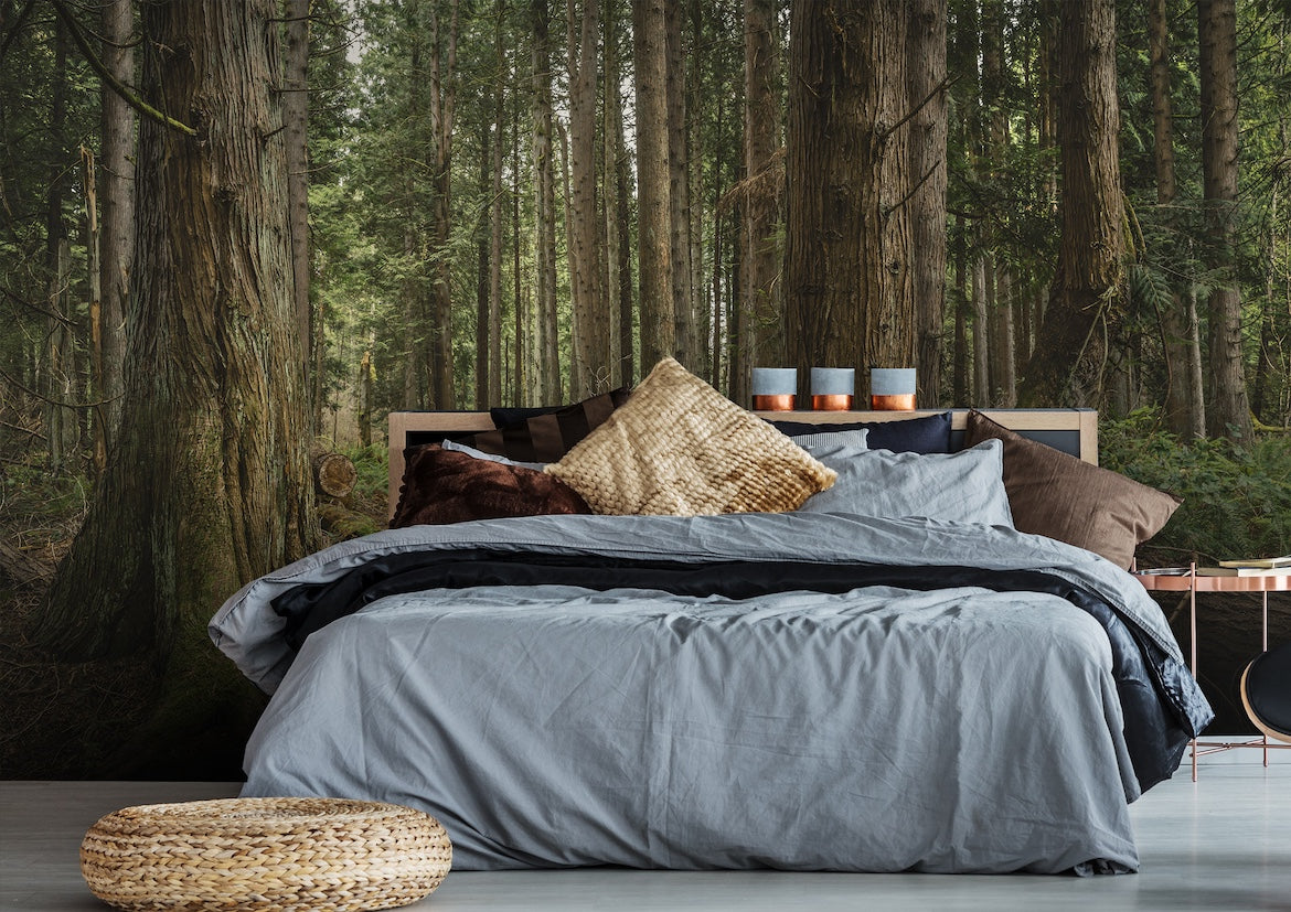 Beautiful Trees Forest