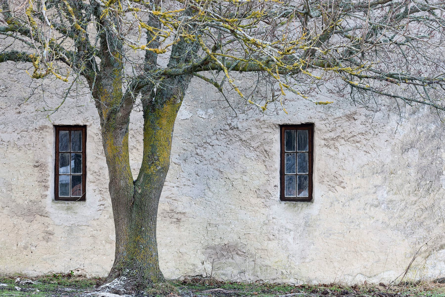 Arbol y Ventanas Rústicas