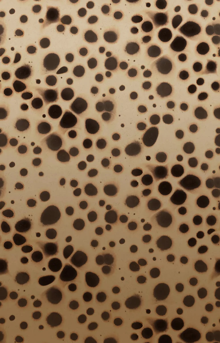 Spotted Puffer, Animal I