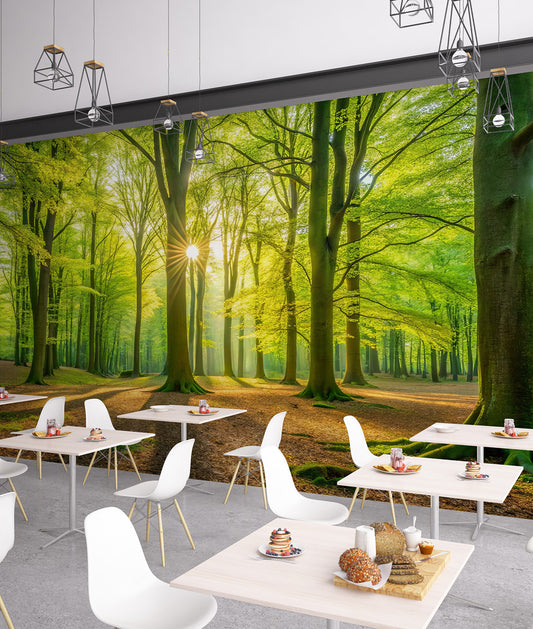 Bosque y Rayos del Sol