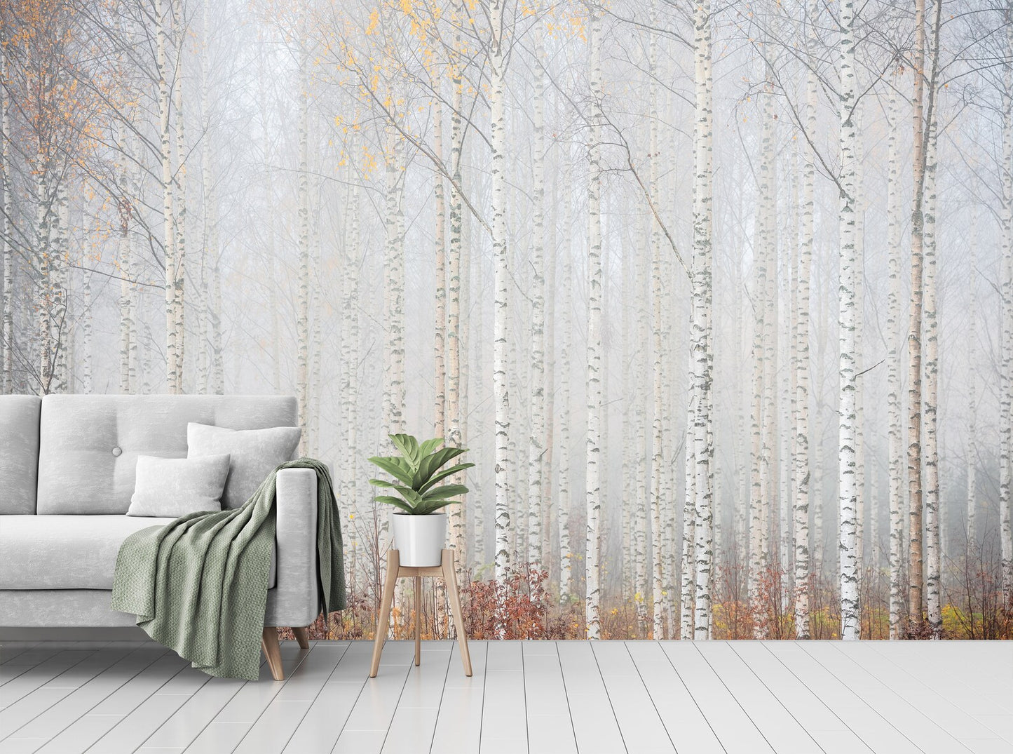 Bosque de Abedules y Neblina