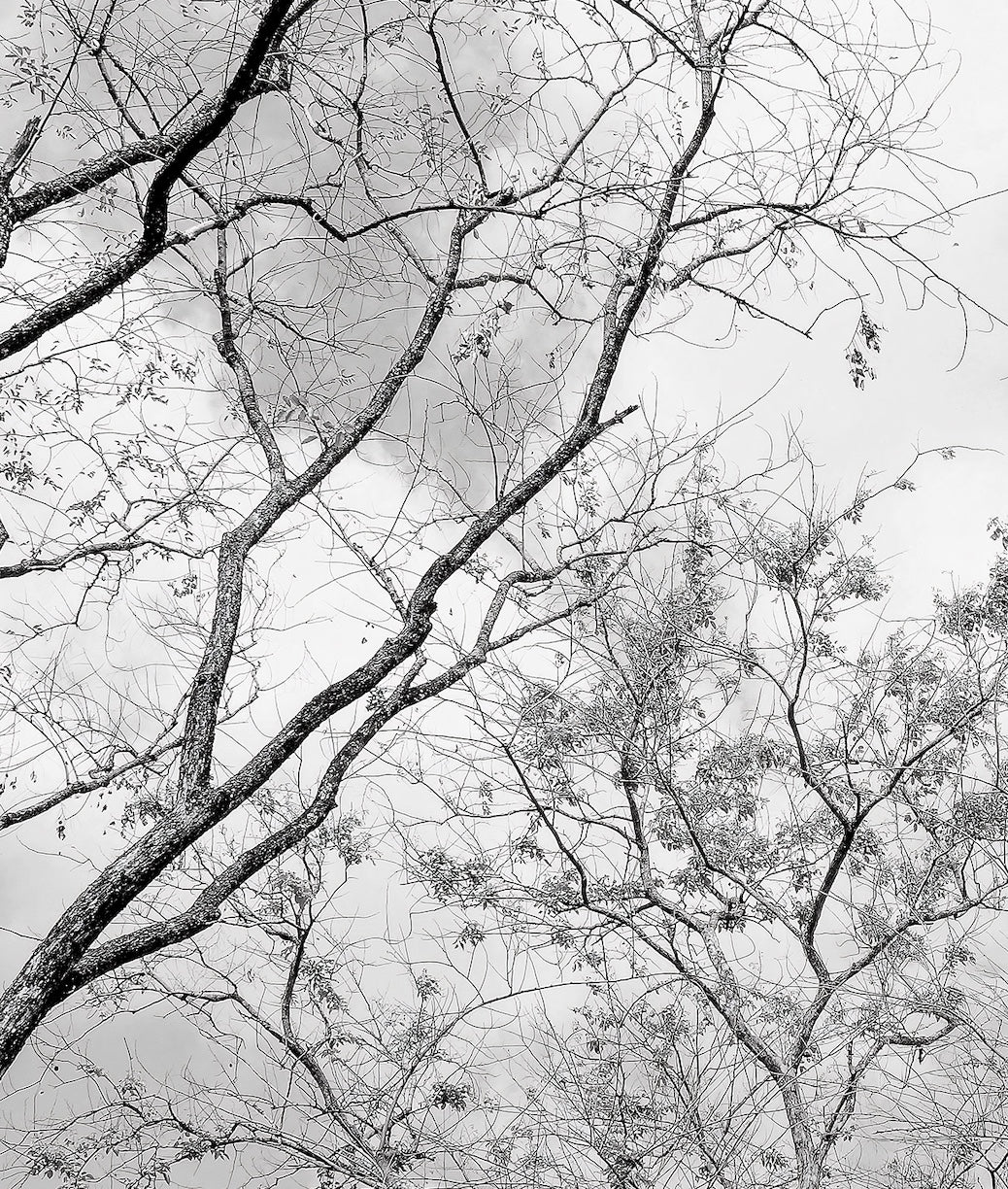 Arboles Secos Blanco Y Negro