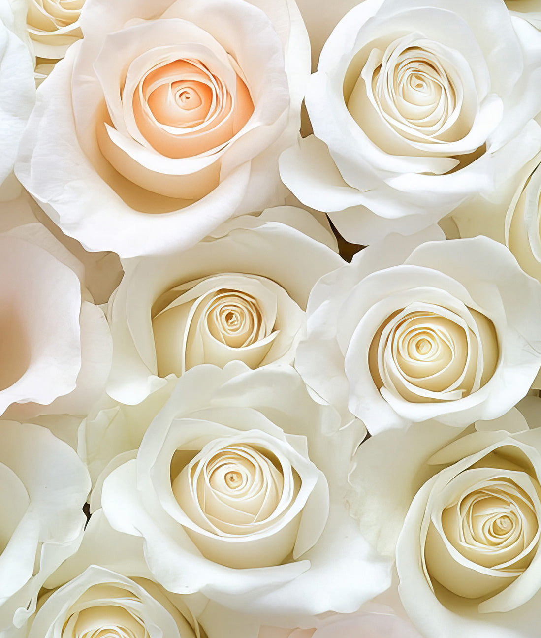 Fondo Rosas Blancas y Melones