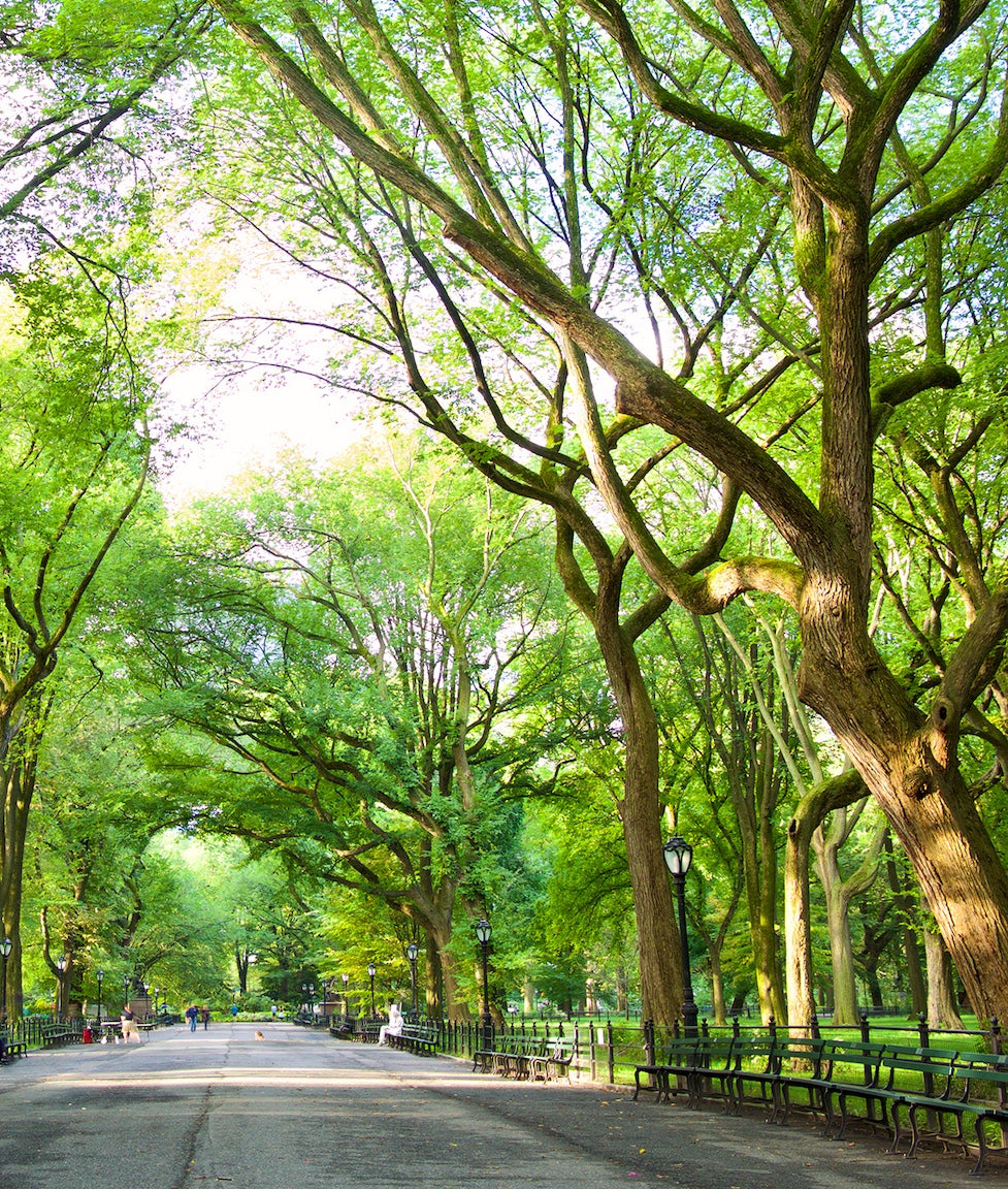 Central Park Summer