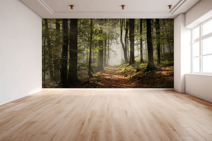 Paisaje Camino Entre Arboles y Bosque