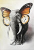 Canvas Elefante Mariposa