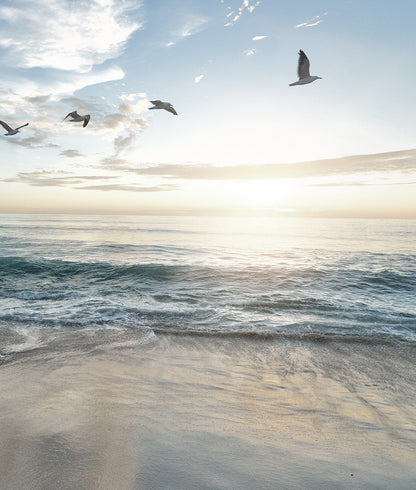 Gaviotas y Playa al Amanecer