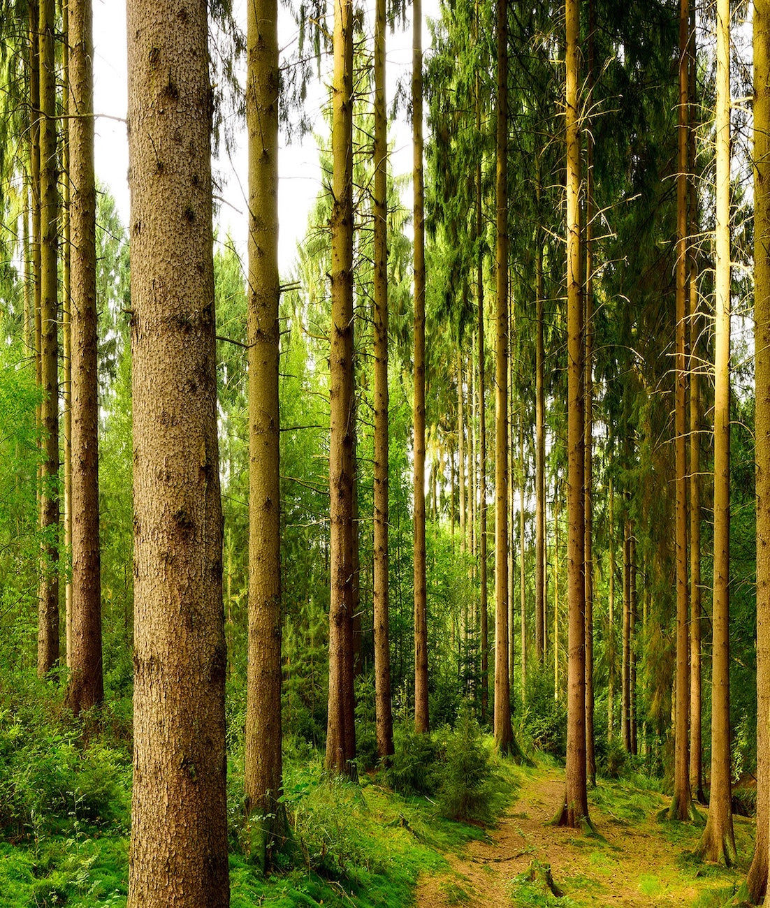 Paisaje Bosque Panorámico
