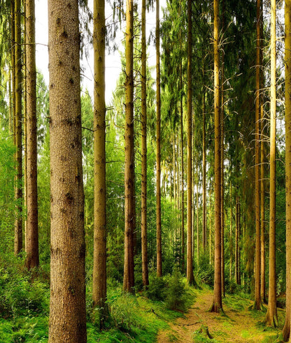 Paisaje Bosque Panorámico