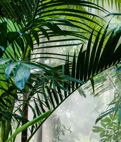 Jungle Tropical Ferns