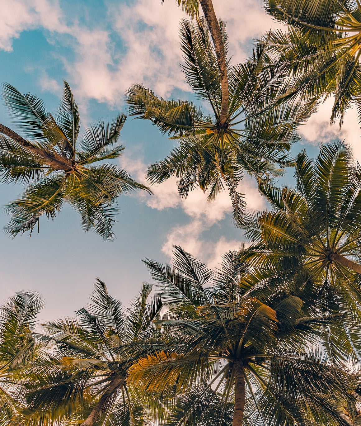 Palmeras y Cielo