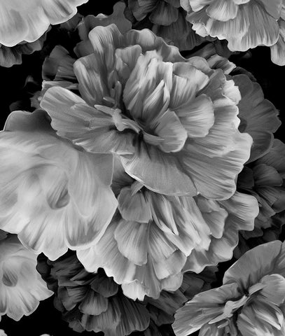 Black & White Peonies Watercolor Jumbo Flowers and Other Colors
