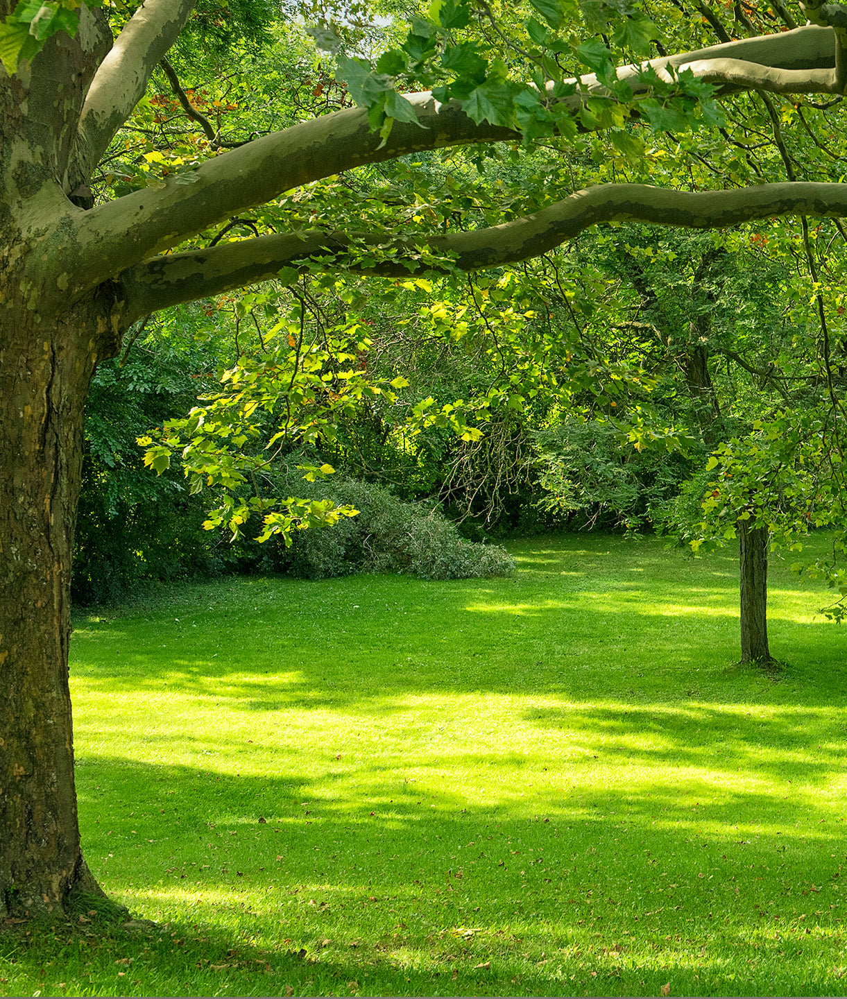 Green Grass and Trees