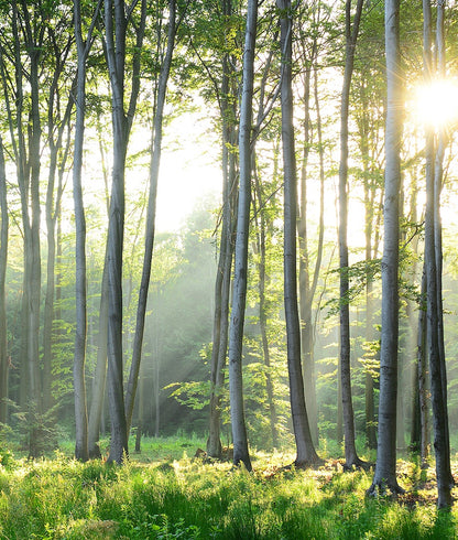 Trees in Sunshine Forest