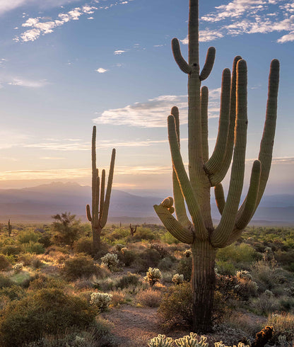 Cactus Desierto Arizona