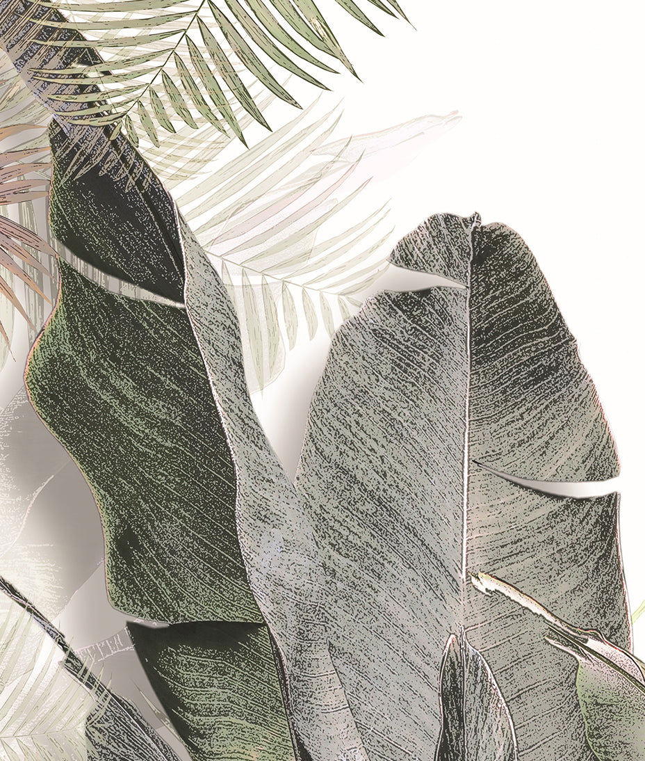Plantas Palmeras Tropicales