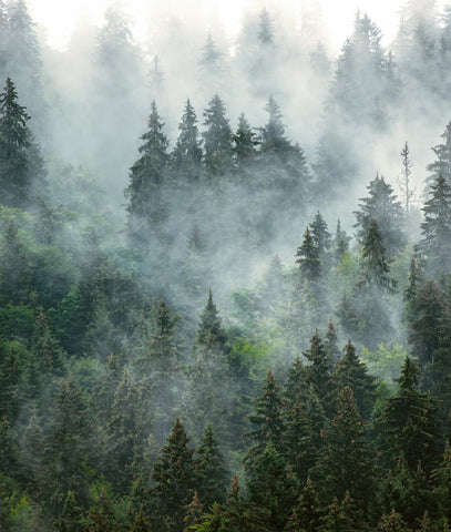 Bosque de Pinos con Neblina