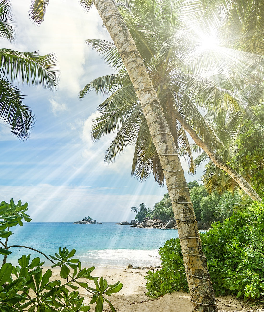 Paisaje Playa y Palmeras