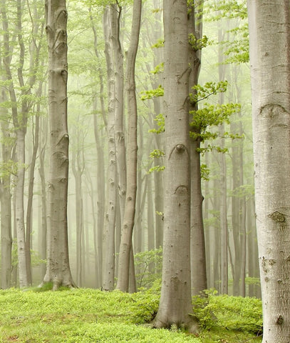 Misty Spring Forest