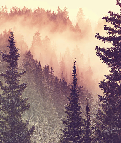 Vintage Look Foggy Pinares Forest