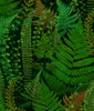 Jungla Nocturne