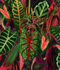 Red Tropical Jungle