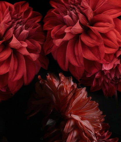 Flores Gigantes Dramáticas II