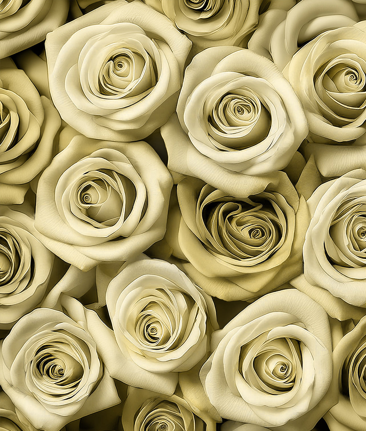 Patrón Floral Rosas Otros Colores