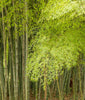 Bosque de Bamboo