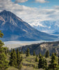 Paisaje Bosque de Pinos y Montañas Nevadas