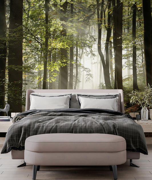 Paisaje Camino Entre Arboles y Bosque