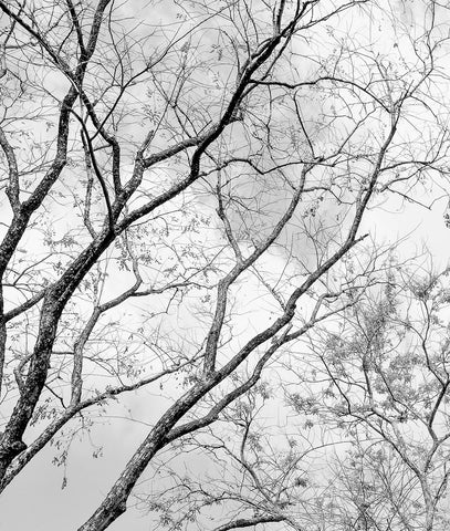 Black & White Tree Branches & Sky