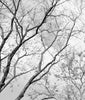 Black & White Tree Branches & Sky