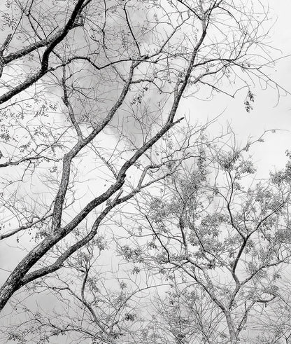 Arboles Secos Blanco Y Negro