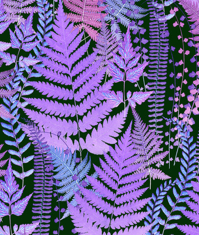 Purple ferns