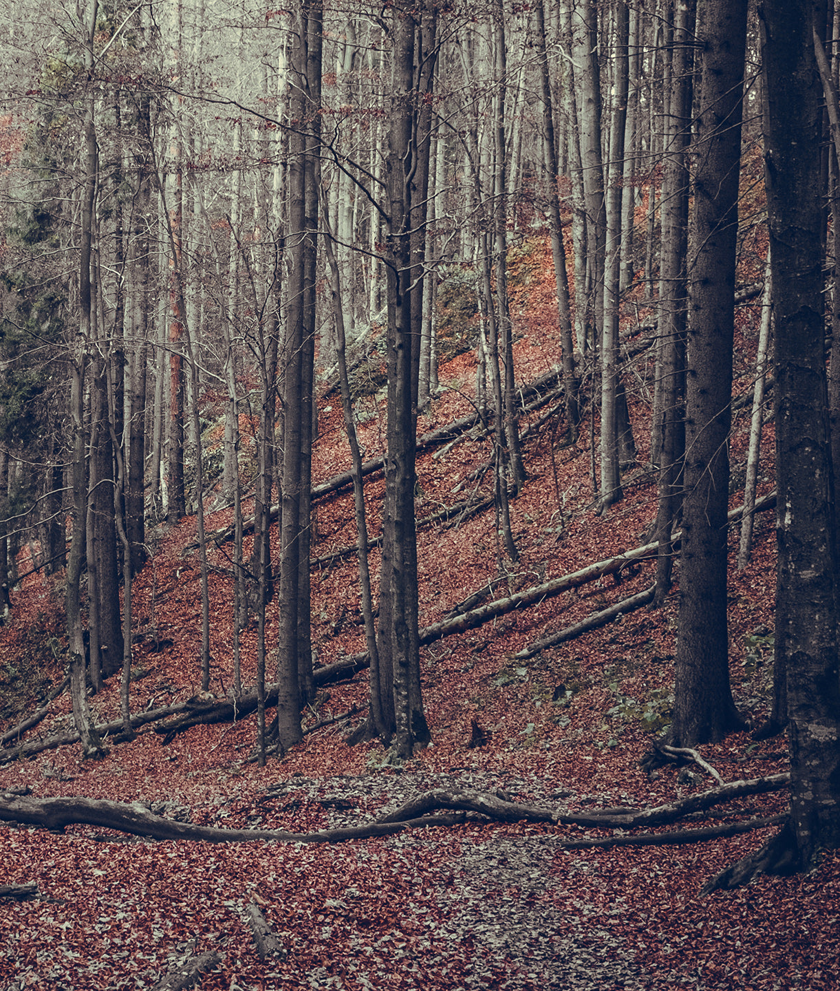 Paisaje Bosque en Otoño