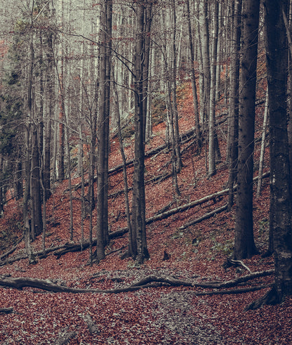 Paisaje Bosque en Otoño