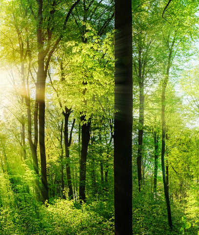 Bosque Arboles Infinitos