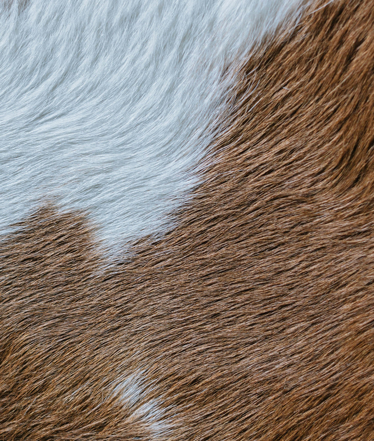 Cowskin Texture I