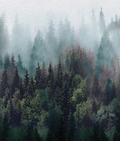 Misty Pine Tree Forest