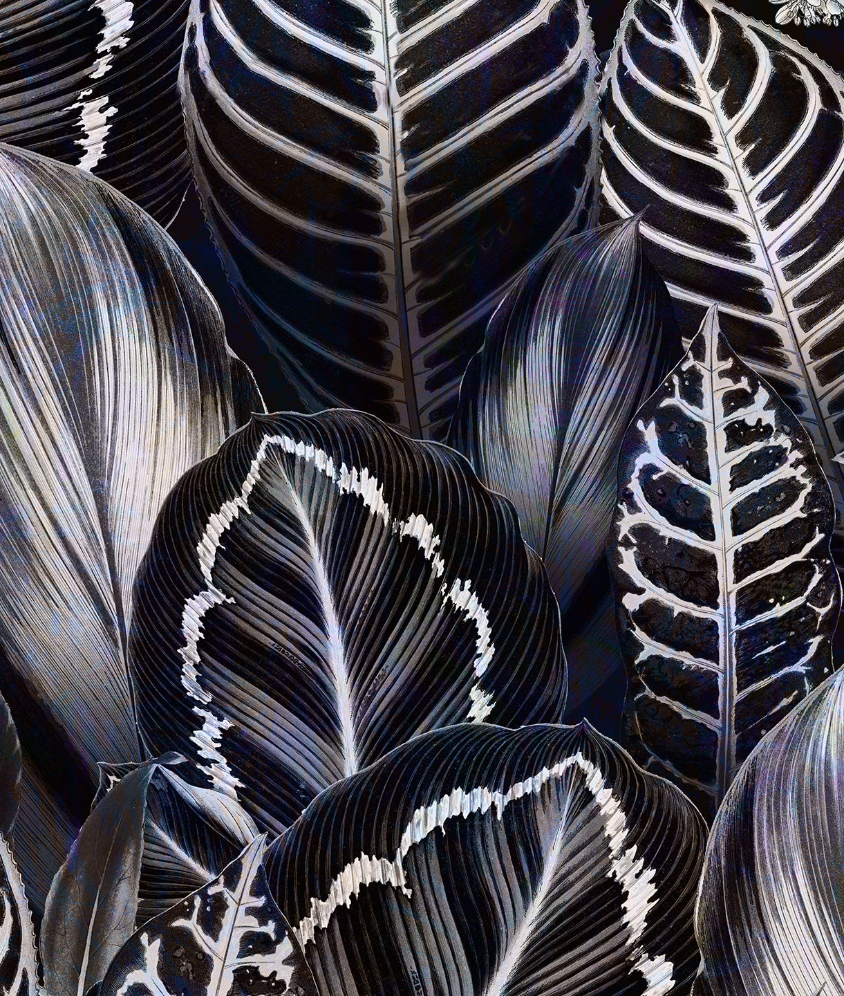 Hojas Tropicales Negras