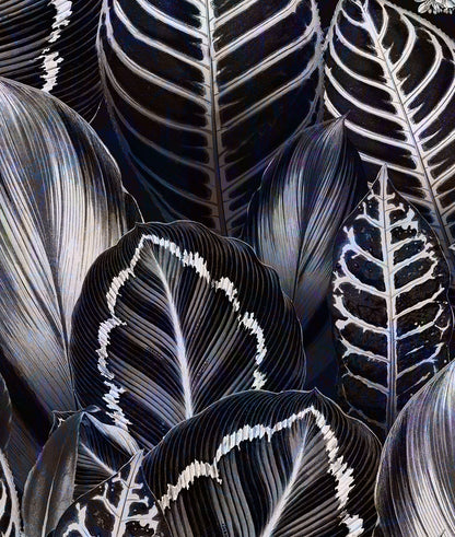 Hojas Tropicales Negras