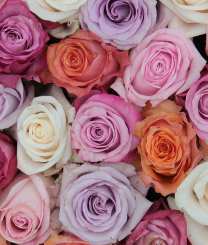 Pink & White Roses