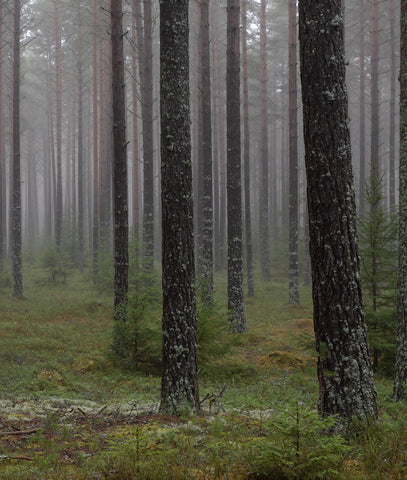 Paisaje Arboles y Bosques II